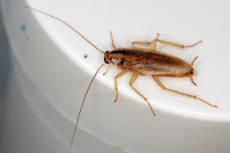 Cockroach pest control Oklahoma city