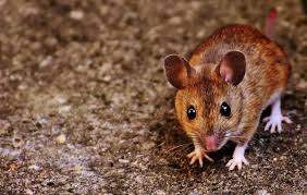 Rodent control service Oklahoma city