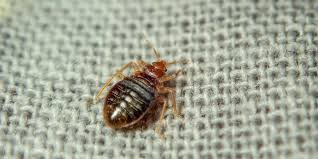 Bed bug pest control Oklahoma city
