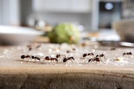 Ant control service in Oklahoma City – Armory Pest Defense