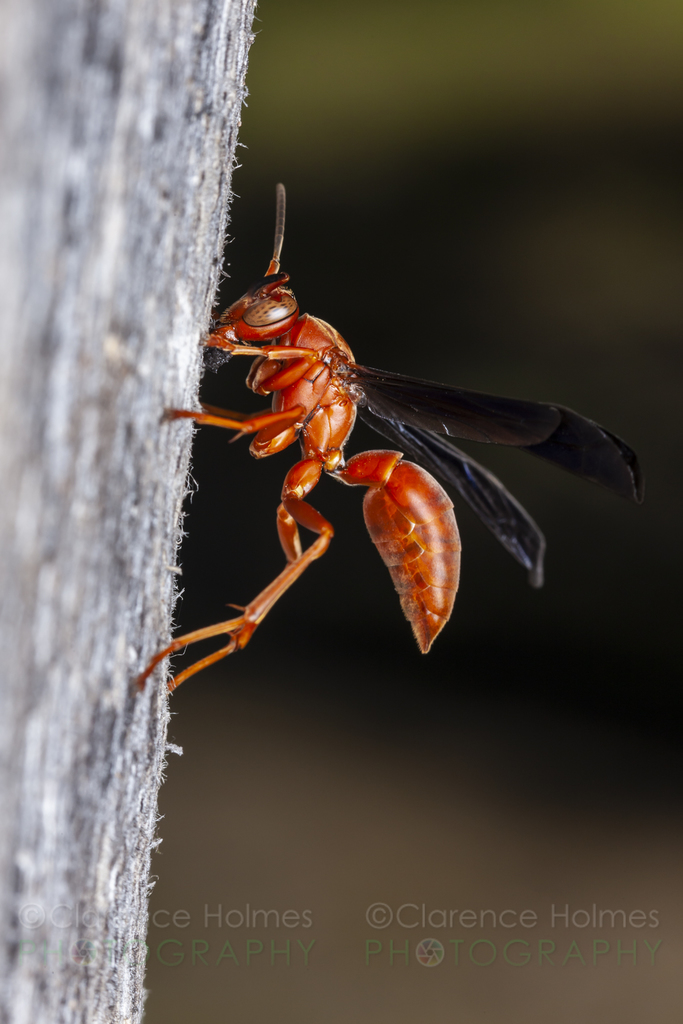 Wasp and hornet removal Oklahoma city
