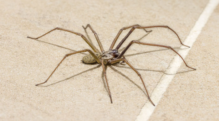 Spider pest control Oklahoma city