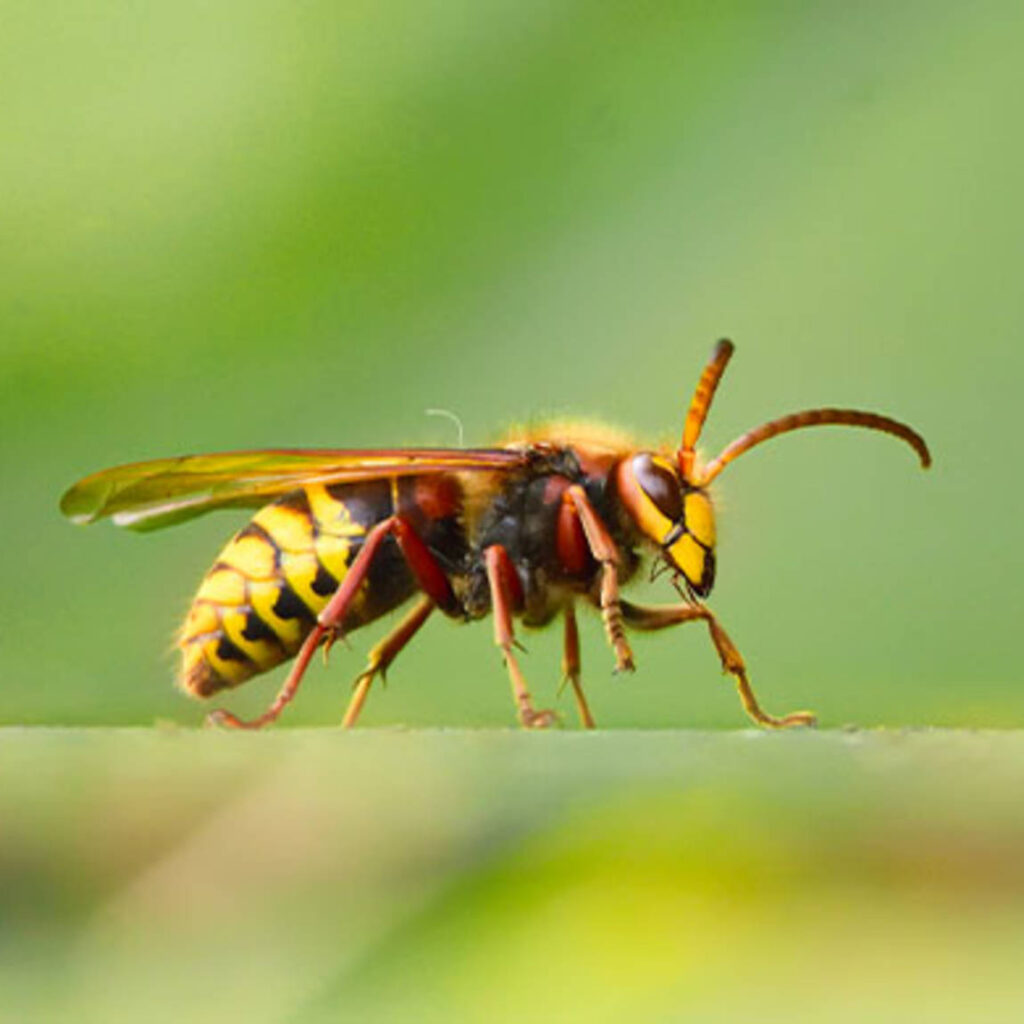 Wasp and hornet removal Oklahoma city